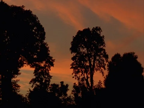 Trees silhouetted in black against orange streaky sunset Stock Footage 86750918