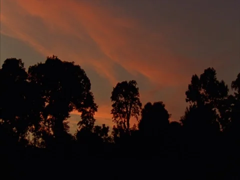 Trees silhouetted in black against orange streaky sunset Stock Footage 86750920