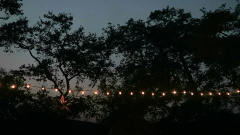 Trees silhouetted by evening sky string lights in for ground Stock Footage 119077942