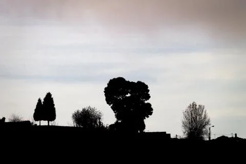 Trees Silhouettes Background Stock Photos