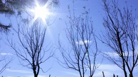 Trees silhouettes background at sun Stock Footage 43075888