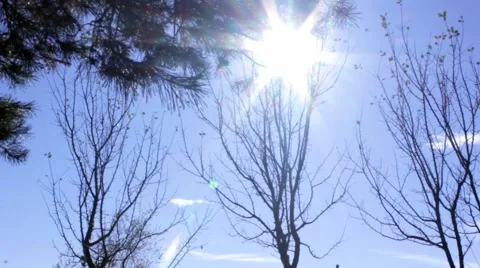 Trees silhouettes background at sun Stock Footage 43075930