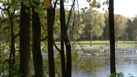 Trees silhouettes Stock Footage 71781029