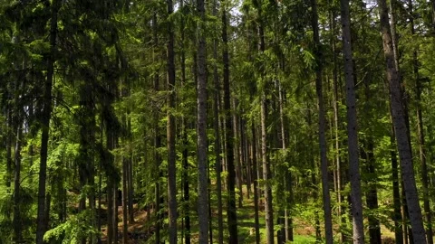 Trees silhouettes in the green spruce forest. Green mountain forest trees. Stock Footage 150561242