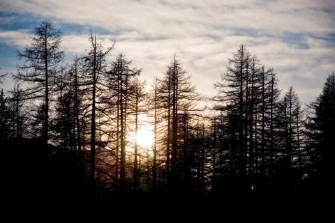 Trees silhouettes Stock Photos