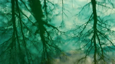 Trees silhouettes reflects at surface of river Видео 141159000