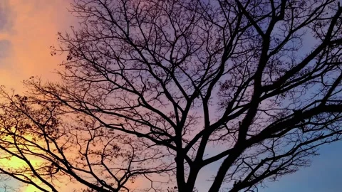 Trees silhouettes at sunset, vanilla sky background Stock Footage 134601260