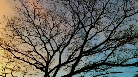 Trees silhouettes at sunset, vanilla sky background Stock Footage 134601300
