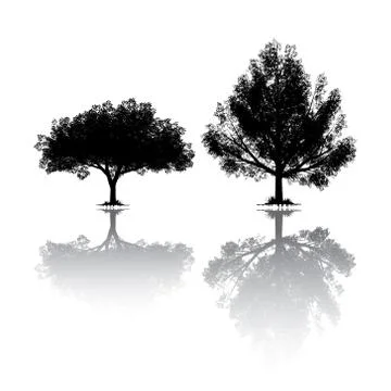 Trees siluetes with reflection on white background Stock Illustration