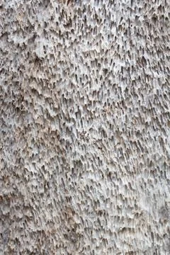 Trees skin Stock Photos