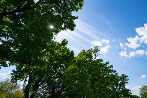 Trees, sky and clouds in the park Stock Photos