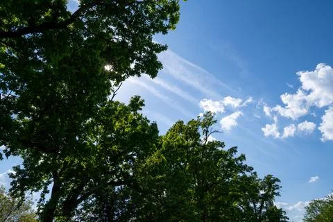 Trees, sky and clouds in the park Stock Photos