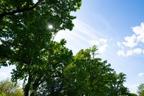 Trees, sky and clouds in the park Stock Photos