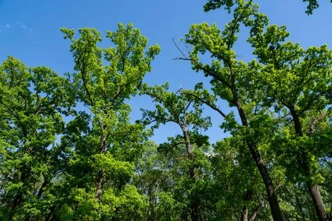 Trees, sky and clouds in the park Stock Photos