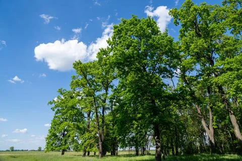 Trees, sky and clouds in the park Stock Photos