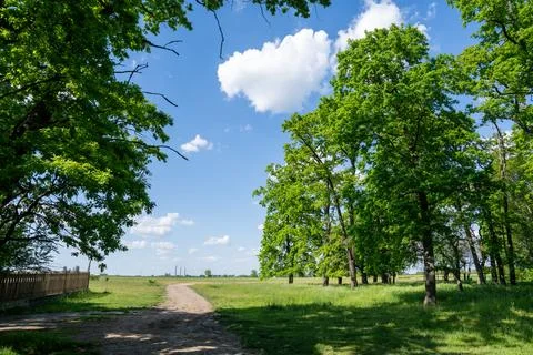 Trees, sky and clouds in the park Stock Photos