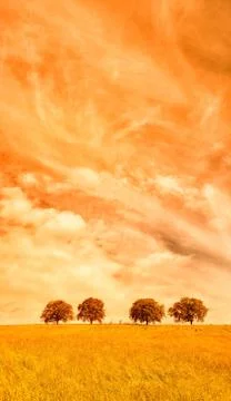 Trees with sky and clouds Foto stock