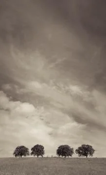 Trees with sky and clouds Foto stock