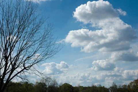 Trees, sky and clouds Stock Photos