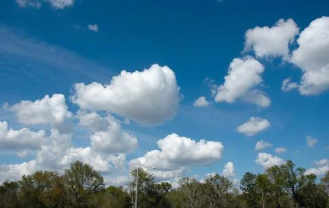 Trees, sky and clouds Stock Photos