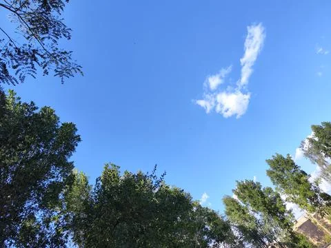 Trees, sky and clouds Stock Photos