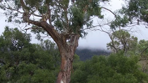 Trees with sky and other trees Stock Footage 84803774