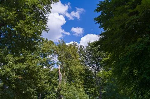 Trees, Sky, and Summer Clouds Stock Photos