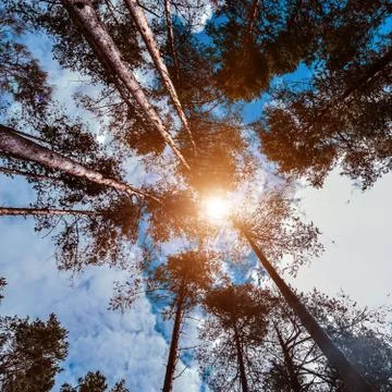 Trees in sky and sun Stock-Fotos
