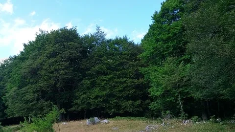 Trees with sky in the background 스톡 동영상 247187936