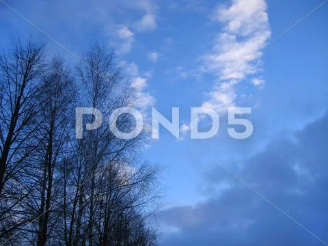 Trees on a sky background Stock-Fotos