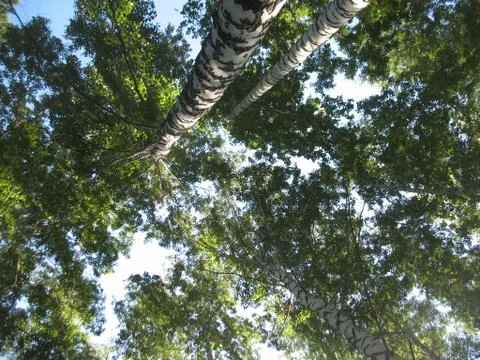 Trees on sky background Stock Photos
