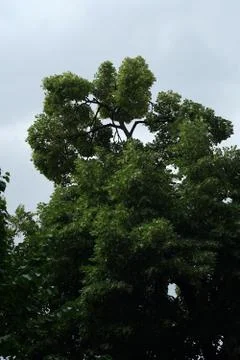 Trees on the sky background. Stock Photos