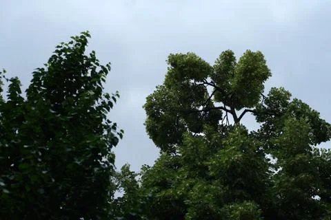 Trees on the sky background. Stock-Fotos