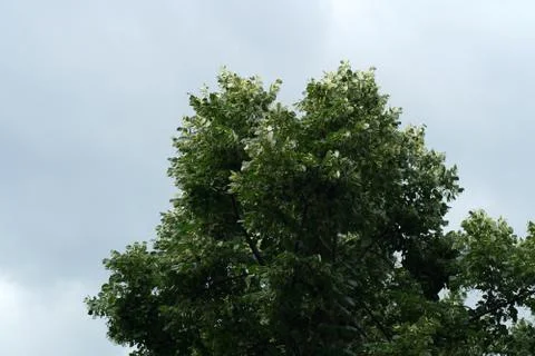 Trees on the sky background. Stock-Fotos