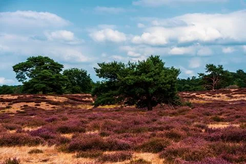 Trees on sky background, Westruper Heide in autumn, Germany. Stock Photos