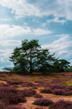 Trees on sky background, Westruper Heide in autumn, Germany. Stock Photos