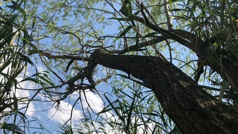 Trees with sky. 스톡 동영상 91926188
