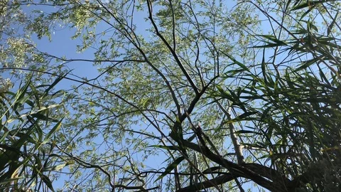 Trees with sky. 스톡 동영상 91928203
