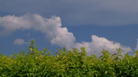 Trees on the  sky Video stock 98969667