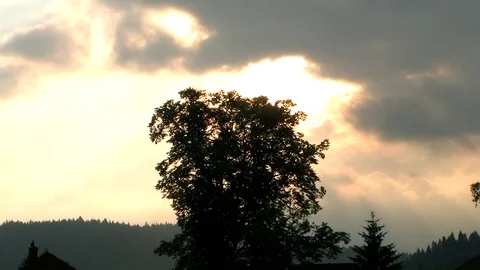 Trees on the  sky Stock Footage 98969724