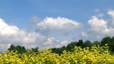 Trees on the  sky Video stock 98969944