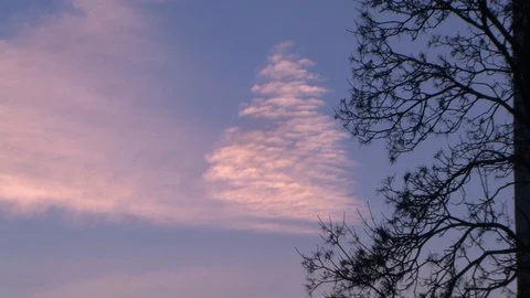 Trees on the  sky Stock Footage 98970052
