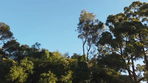 Trees &amp; Sky Video stock 138219117