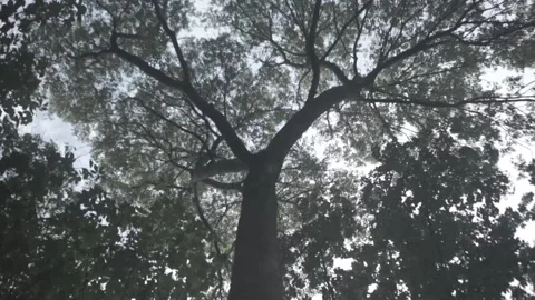 Trees, Sky, Forest, Green, Nature Stock Footage 143842004