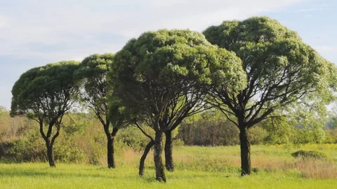 Trees sky lawn wind  landscape 스톡 동영상 108912163