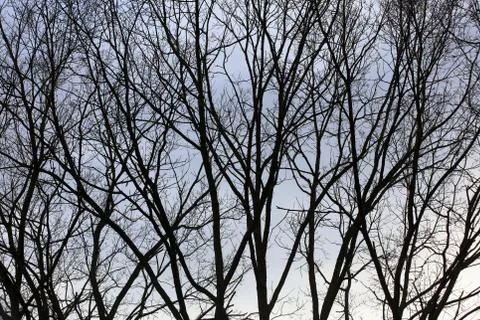 Trees in sky macro background stock photography high quality prints Stock Photos