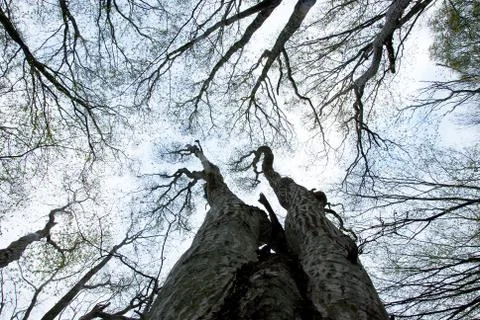Trees to the sky Stock Photos