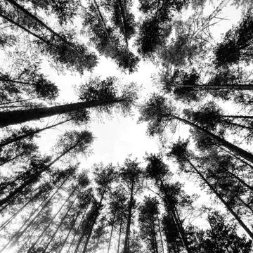 Trees in sky Stock Photos