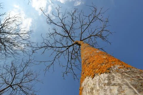 Trees in the sky Stock Photos
