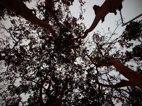 Trees in the sky Stock Photos